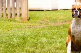 How to Protect Your Farm From Predators Using Guardian Dogs