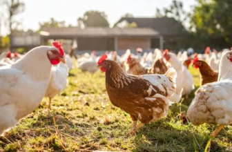 Daily Farm Routine: Managing Bees, Chickens, and Gardens Together