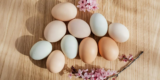 Why Are Some Chicken Eggs Different Colors? A Farmer’s Explanation