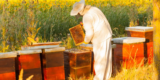 Best Beekeeping Tools Every Honey Farmer Should Own