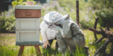 How to Start Beekeeping at Home: A Beginner’s Farm Guide