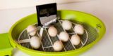 How to Hatch Chicken Eggs Successfully Using an Incubator